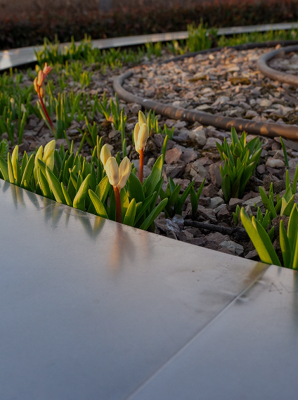 Indoor Plants & Flower Arrangements